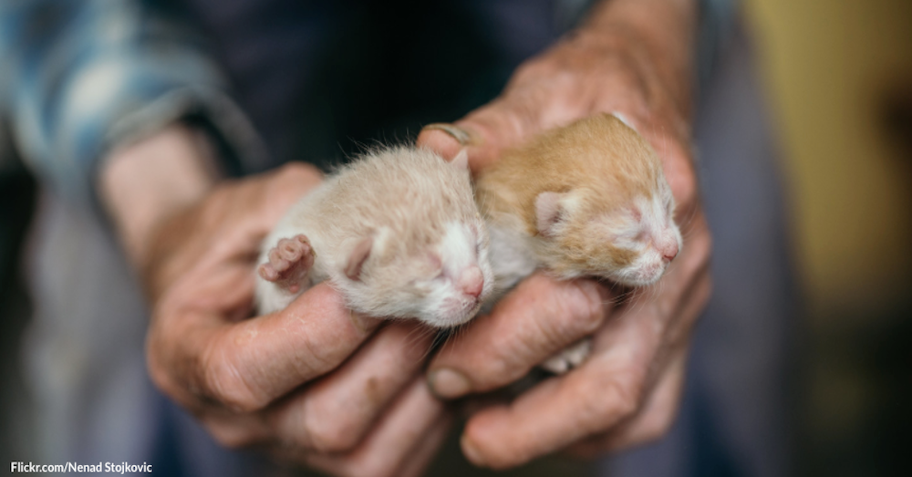 Scooter The Orphaned Kitten