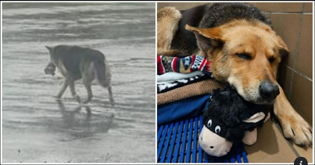 Her Owner Died and Now She Wanders The Streets Carrying Her Favorite Stuffed Animal