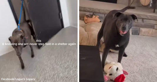 Thin gray dog walks on a leash indoors in one frame, then stands happily in a living room beside a stuffed toy in the next.