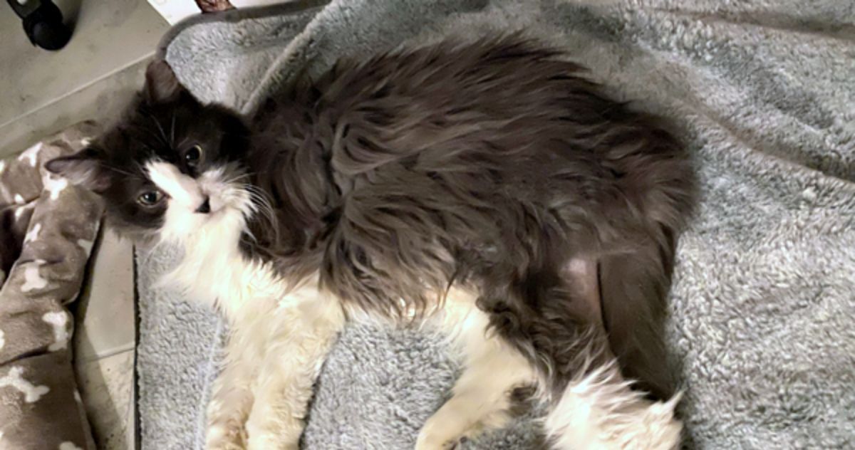 Pawsome Norwegian Forest Cat Looking for Love in a Forever Home | The ...