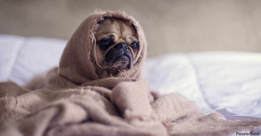 Lazy Dog Breeds That Will Be Happy To Let You Stay In Bed On Saturday Morning