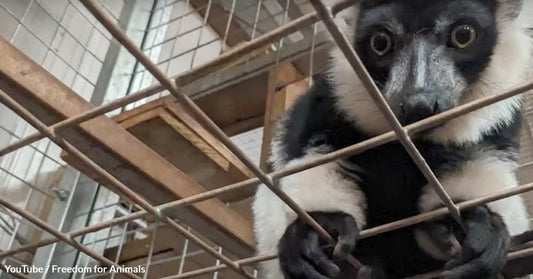 Animals Suffer in Overcrowded Pens In 'Britain's Worst Zoo'