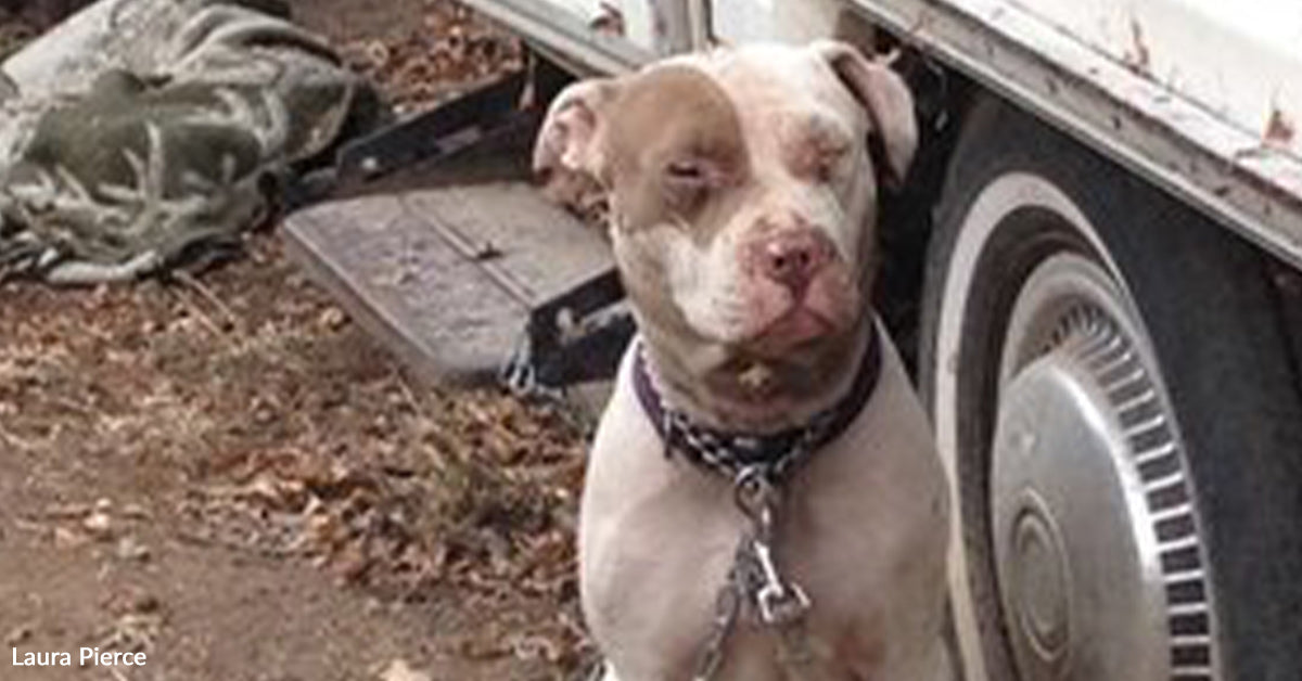 Particular Agent Refuses To Go away Abused Pit Bull Behind — And Adjustments Her Life Ceaselessly Particular Agent Refuses To Go away Abused Pit Bull Behind — And Adjustments Her Life Ceaselessly