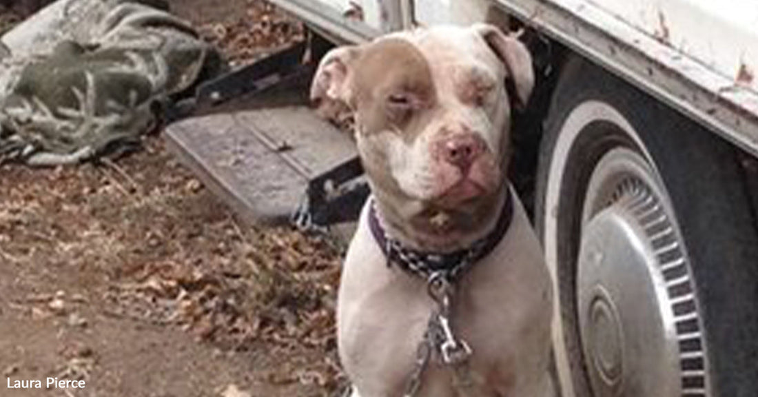 A brown-and-white pit bull sits outdoors beside a trailer wheel, wearing a collar and leash, with fallen leaves on the ground.