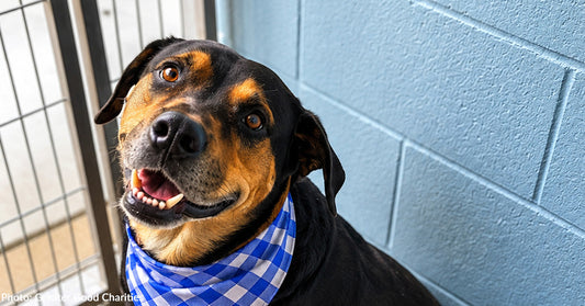 Hopelessly Devoted to Saving Them: Help Fly Over 50 Shelter Pets to Freedom