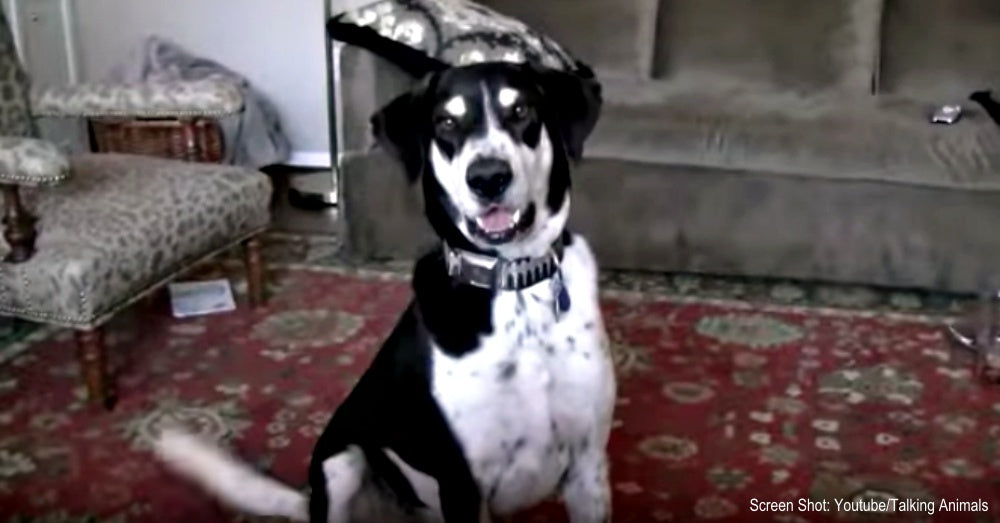Dog Cannot Control His Excitement When His Dad Tells Him He ...
