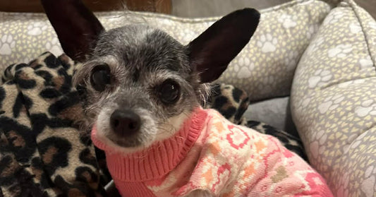 Small chihuahua-type dog wearing a turtleneck sweater.