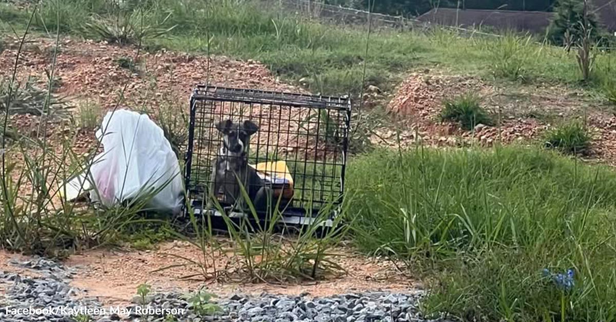 Uber Driver Stops After Recognizing Deserted Pet Inside Crate By Highway Uber Driver Stops After Recognizing Deserted Pet Inside Crate By Highway