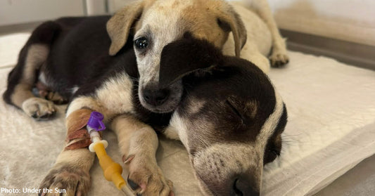 two sick puppies resting on each other at vet clinic