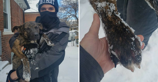 Family Didn’t Want Dog Anymore. So They Chained Her Outside During A Blizzard