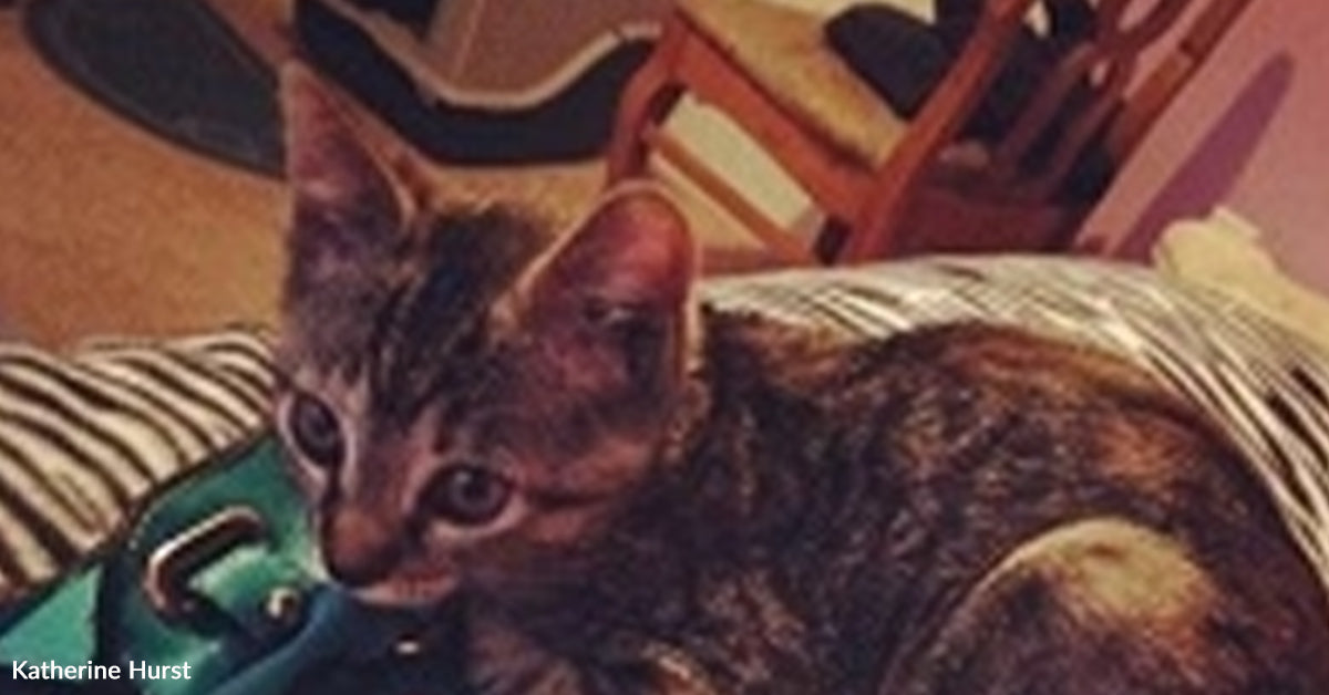 Tiny Kitten Falls From Shifting Automotive And Finds A Household As a substitute Tiny Kitten Falls From Shifting Automotive And Finds A Household As a substitute