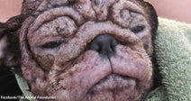 Close-up of a dog’s face with distinctive wrinkles and a calm expression, wrapped in a cloth.