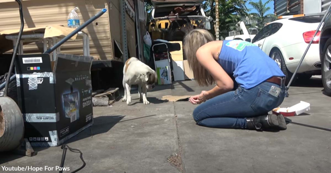 Dog Abandoned at an Auto Shop Built So Much Anxiety, But Rescuers Never Gave Up on Her