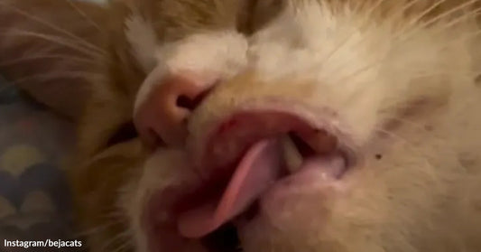 Dying Stray Cat Covered In Flies Makes Stunning Comeback After Rescue