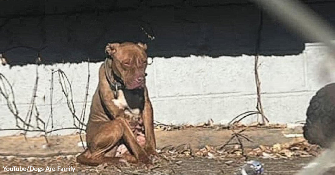 Thin brown dog sits alone on bare ground beside a concrete wall in an outdoor industrial-looking area.
