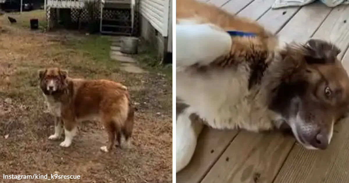 Abandoned Dog Waits By An Empty House And Still Greets Rescuers With ...