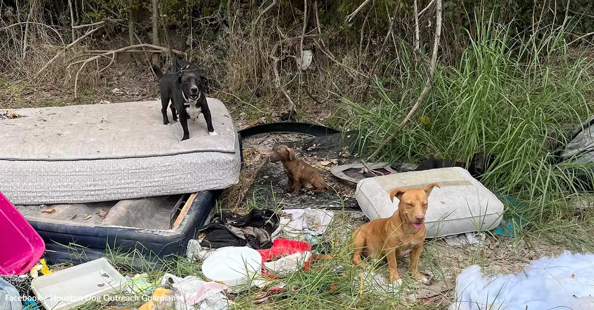 Girl Finds Total Canine Household Deserted In Trash And Saves Them All Girl Finds Total Canine Household Deserted In Trash And Saves Them All