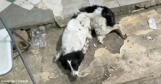 A black and white dog lies on a dirty concrete surface.