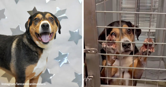 Smiling tricolor shelter dog posed in front of a star backdrop beside a matching image of the same dog behind kennel bars with paws against the gate.