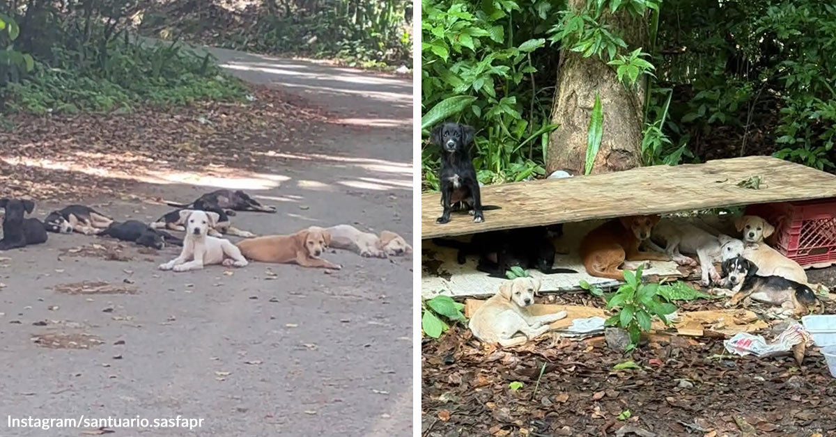 Tiny Puppy Cries For Help Until Entire Litter Is Found | The Animal ...