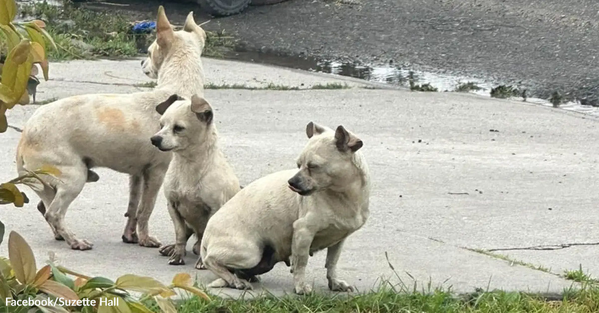 Deserted Pups Refuse To Let Go Of Every Different Whereas Ready For Rescue Deserted Pups Refuse To Let Go Of Every Different Whereas Ready For Rescue