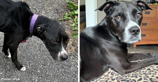Black dog wearing a purple collar standing on a paved path and looking downward; Right: Older black dog with a graying muzzle lying on a patterned bed indoors, looking toward the camera.