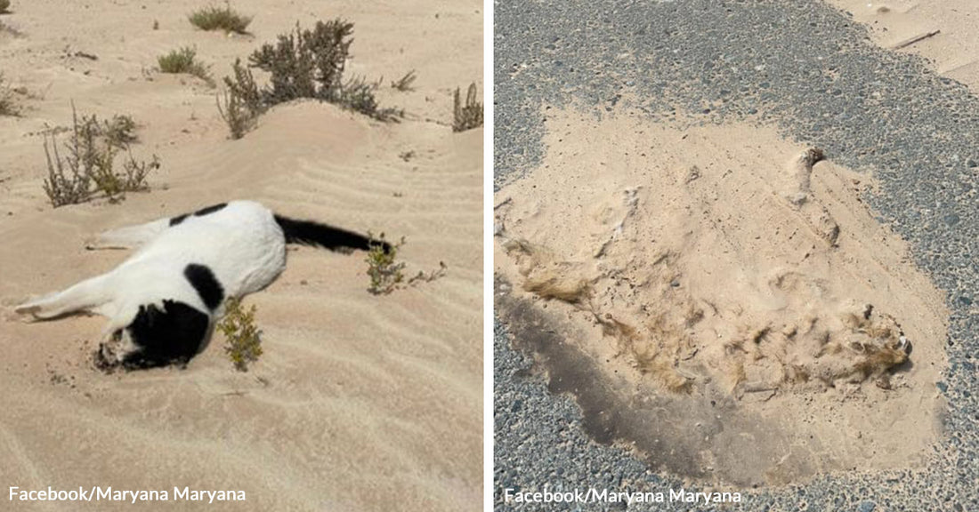 Animal Rescuers Called In To Save Dozens of Cats Abandoned in Scorching Abu Dhabi Desert