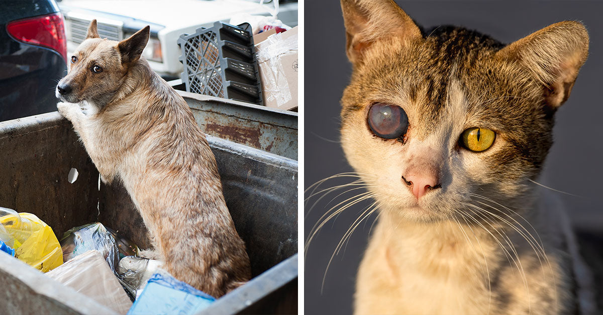 Animal Cruelty Victims Spend Months In Shelters While Abusers Avoid The Bill