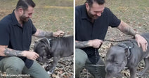 A tattooed man kneels outdoors, smiling gently as he pets a gray bulldog-type dog in a side-by-side image.
