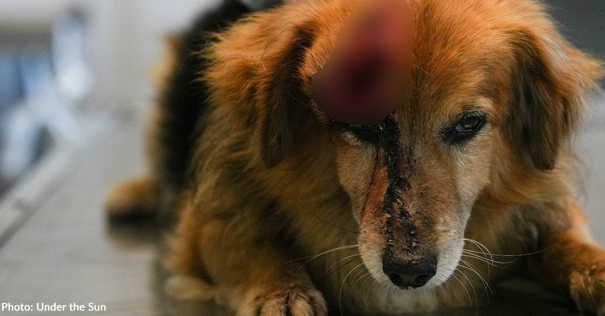 Abused Dog with Gaping Head Wound Finally Experiences Love