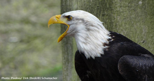 What Bald Eagles Actually Sound Like - Which Differs From What You Hear In Movies