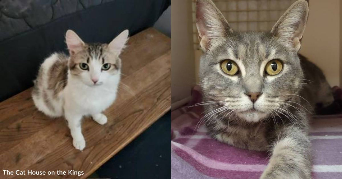 Two 'Teen Mom' Cats Have Raised Their Kittens and Now Need Forever Homes