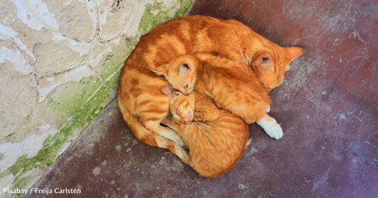 After All Her Kittens Are Adopted, Mama Cat Can't Seem to Find Home of Her Own