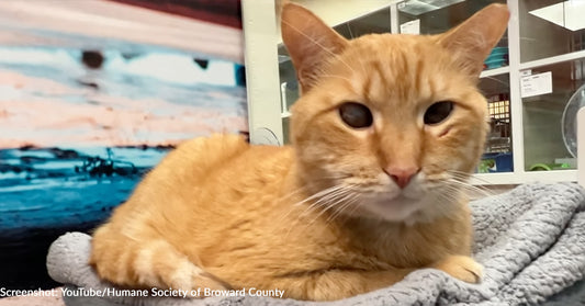 6-Year-Old Cat Failed By His Family Needs A New One ASAP