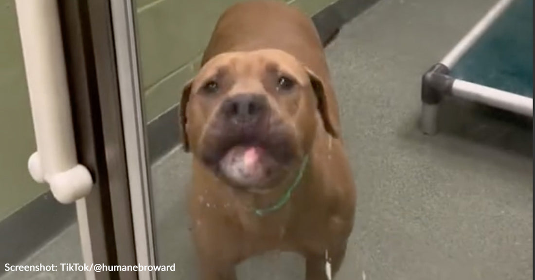 Surrendered Dog Struggling To Adjust To Noisy Shelter Life Hopes For New Home Soon