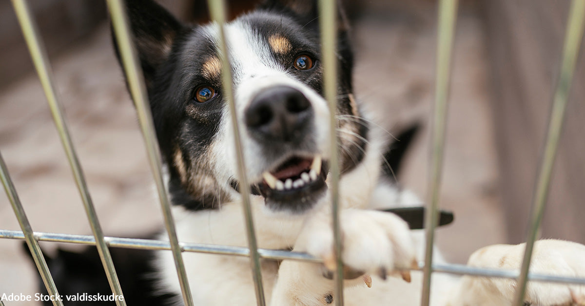Mutt Example 10 Reasons Why You Should Adopt a Mutt from Your Local Shelter | The ...