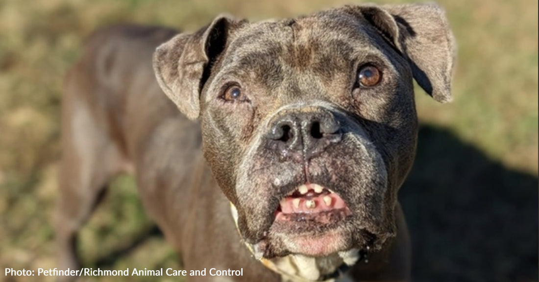 10 Senior Pit Bulls That Need A Home Now