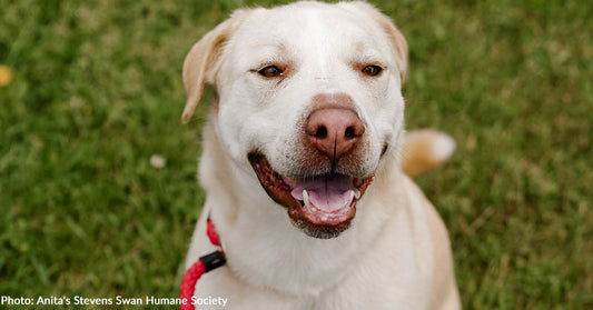 Sweet Labrador Retriever Has Spent Half Her Life In Shelter And Needs Home ASAP
