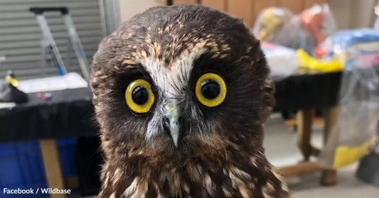 Close-up of a curious owl with bright yellow eyes and intricate feather patterns.