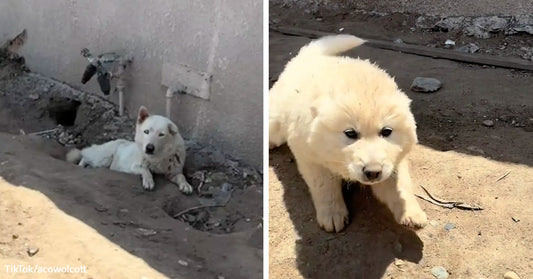 Two white dogs in a dusty outdoor area, one lying in a shallow ditch near a wall and another fluffy puppy walking on dirt.