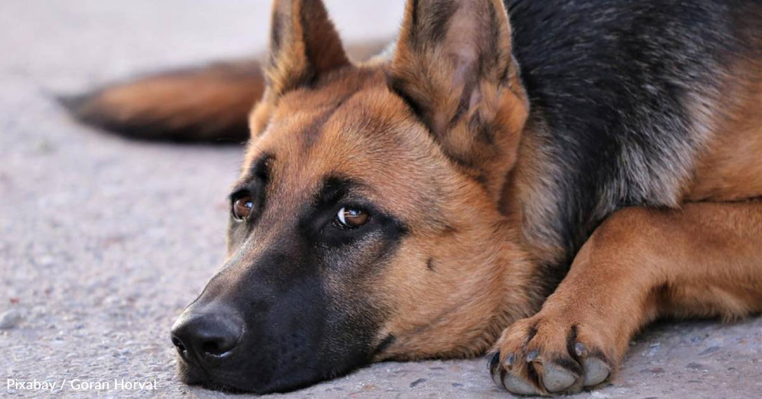 Street Dog Has Puppies and They All Get Adopted, Except for Her