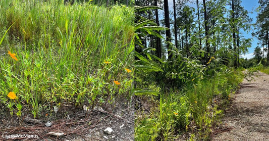 With Your Help, We're Restoring Pollinator Habitat in the Florida Panhandle