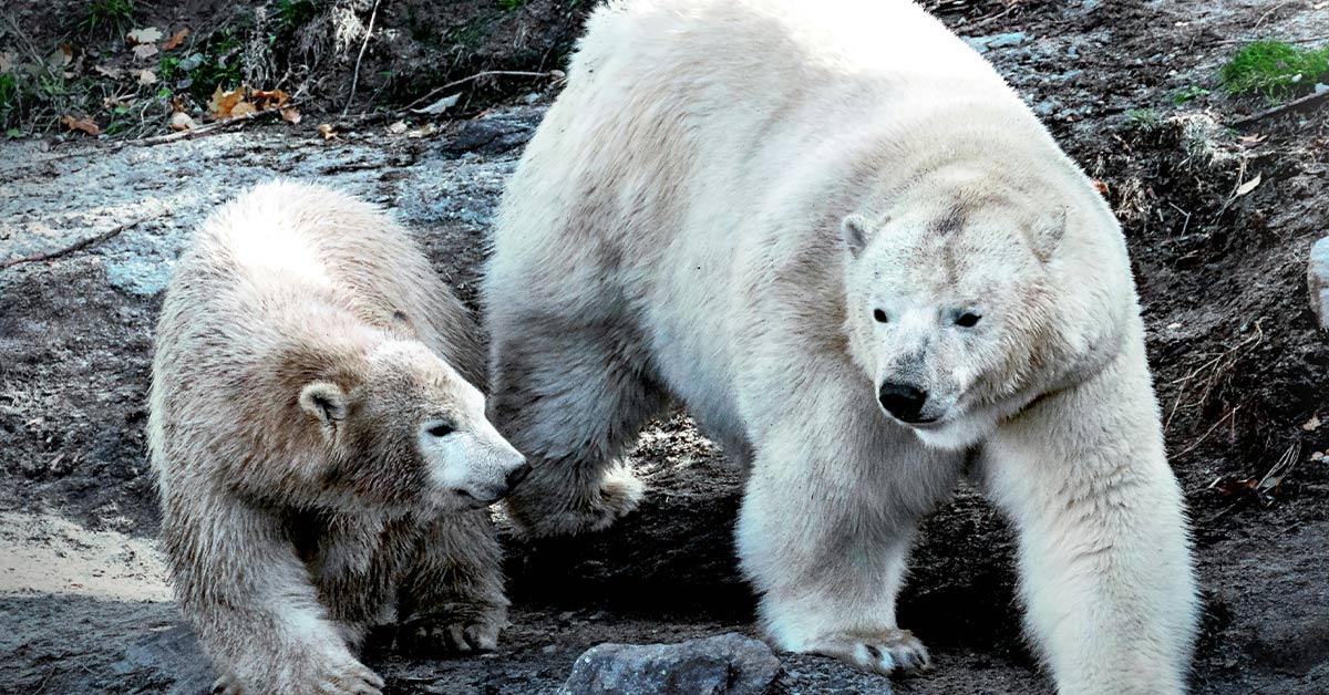 Arctic Drilling Plans Threaten Polar Bear Survival