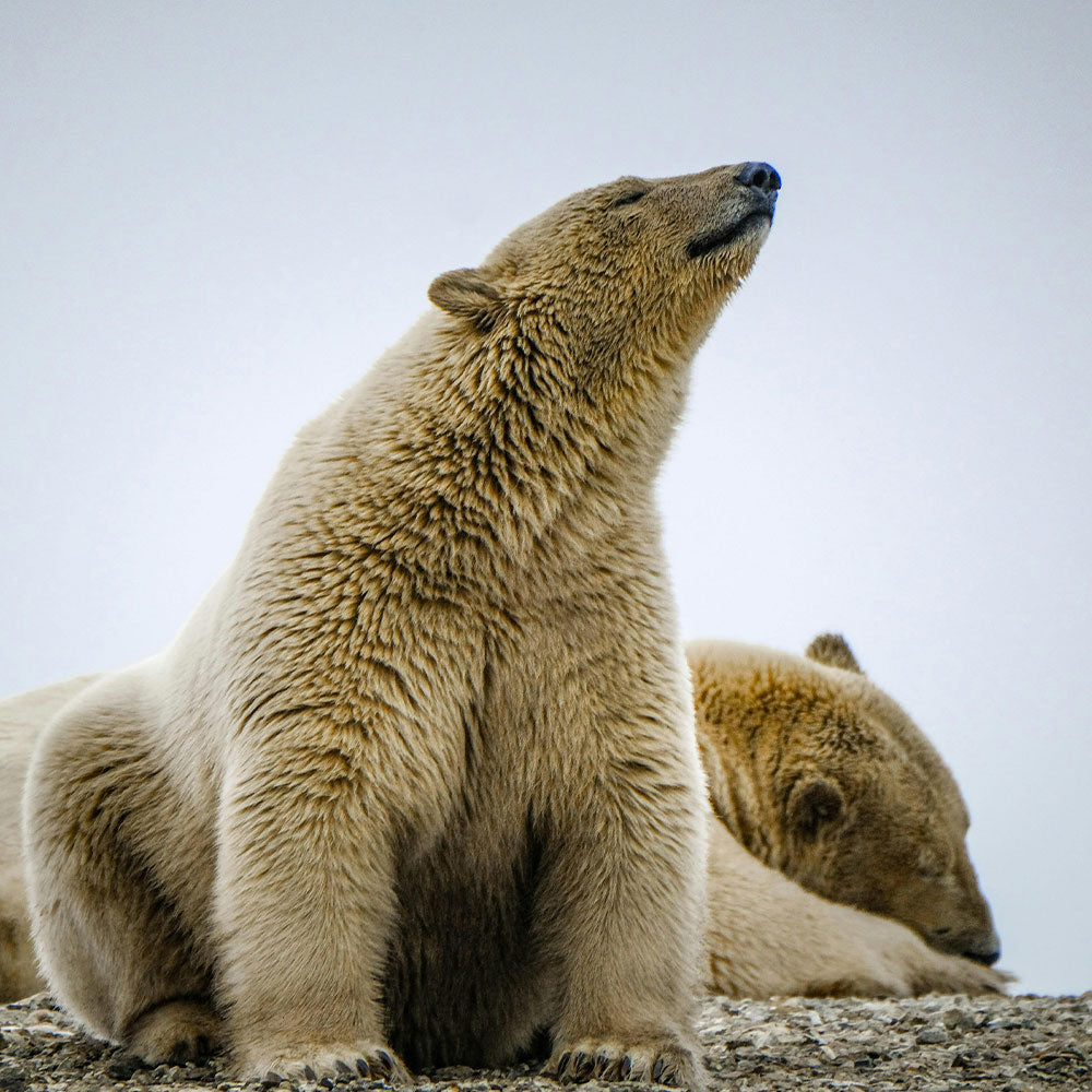 Stop Alaska Drilling Threatening Polar Bears