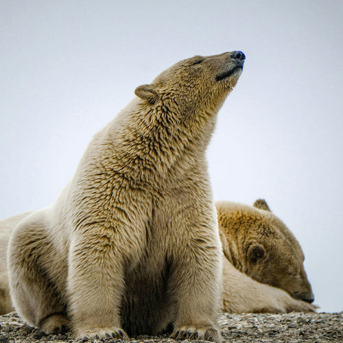Stop Drilling In Alaska From Threatening Polar Bears