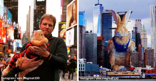 From Meat Market to Celebrity Therapist The Incredible Journey of 30-Pound Rabbit Alex