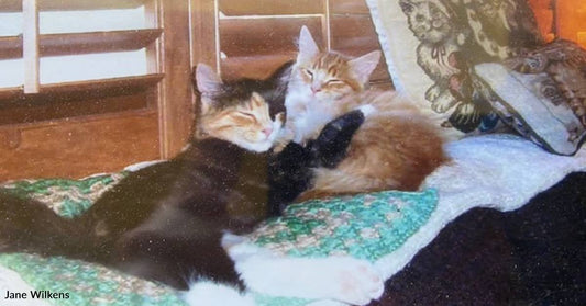 'Diva Calico' and Her 'Derpy Ginger' Brother Get Into Everything