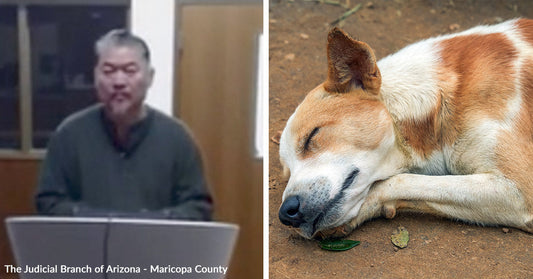 Split image of a man speaking at a podium and a dog lying on the ground with eyes closed.