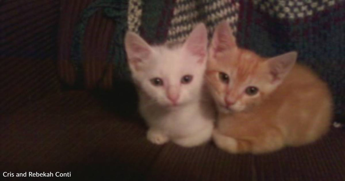 Two Kittens on Brink of Death Nursed Back to Health, and Show Their Bond in the Sweetest Way