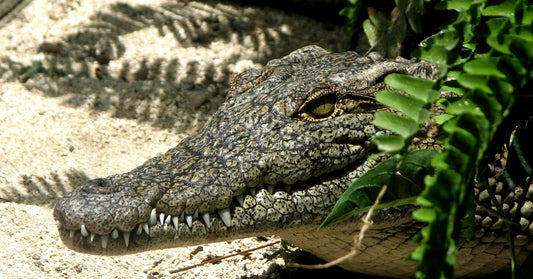 Massive Alligator Startles Florida Woman by Knocking at Her Front Door